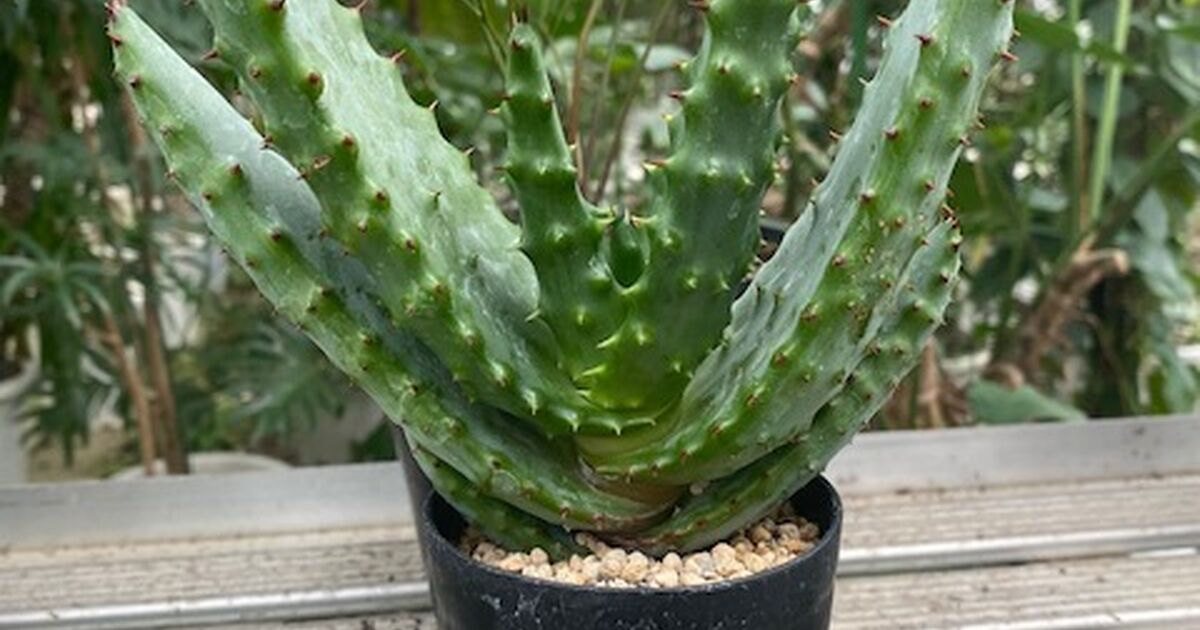 アロエ マルロシー（鬼切丸） | 植物のプロが様々な情報を綴っている